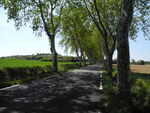 Bei vielen Nebenstrassen säumten Platanen den Weg DSCN0520.JPG